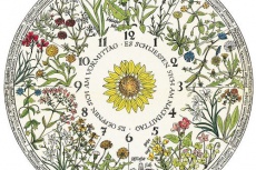 Diseño del reloj floral de Carl von Linné